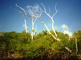 White and red mangroves