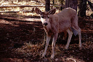 Mule deer