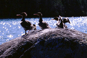 Some mergansers on a rock