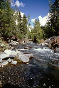 Strelna Creek